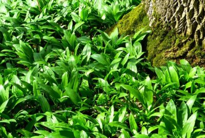 Aromatische Heilpflanze mit antibakteriellen Eigenschaften Frischer Bärlauch mit langen, glänzenden, lanzettlichen Blättern, die in einem schattigen Waldgebiet wachsen.