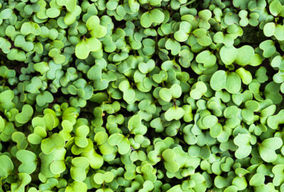 Brunnenkresse: Heilkräuter aus der Natur Frische Brunnenkresse mit grünen, elliptischen Blättern, die in einem Gewässer oder an feuchten Uferbereichen wachsen.