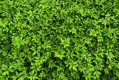 Giersch: Heilpflanze für Gesundheit und Wohlbefinden Frischer Giersch mit dreizähligen Blättern, die an einem schattigen Waldrand oder Gartenboden wachsen.