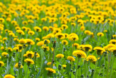 Löwenzahn: Vielseitige Heilpflanze und Symbol des Frühlings Löwenzahn mit leuchtend gelben Blüten und gezackten grünen Blättern auf einer Wiese im Frühling.