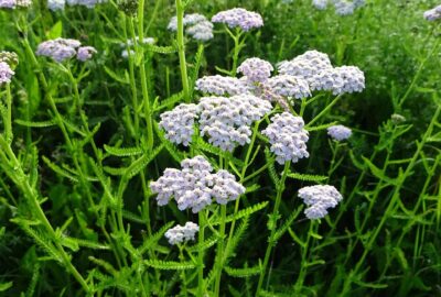 Schafgarbe: Heilpflanze mit entzündungshemmenden Eigenschaften Schafgarbe mit kleinen weißen oder rosafarbene Blüten in Doldenform, die auf einer sonnigen Wiese blühen.